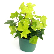 Lemon (Neon) Algerian Ivy